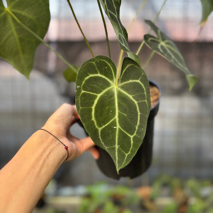 RP19-9 Anthurium Clarinervium Medium Size