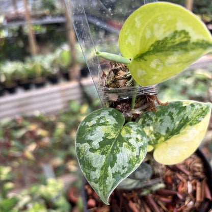 Scindapsus Bakudapati