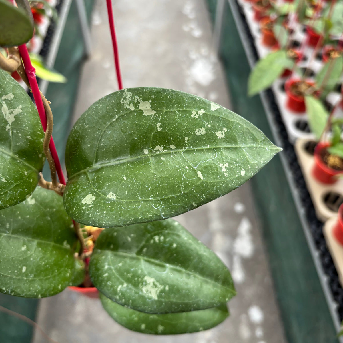 Hoya Bird of Paradise