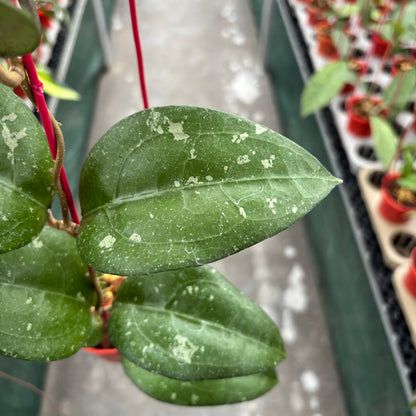 Hoya Bird of Paradise