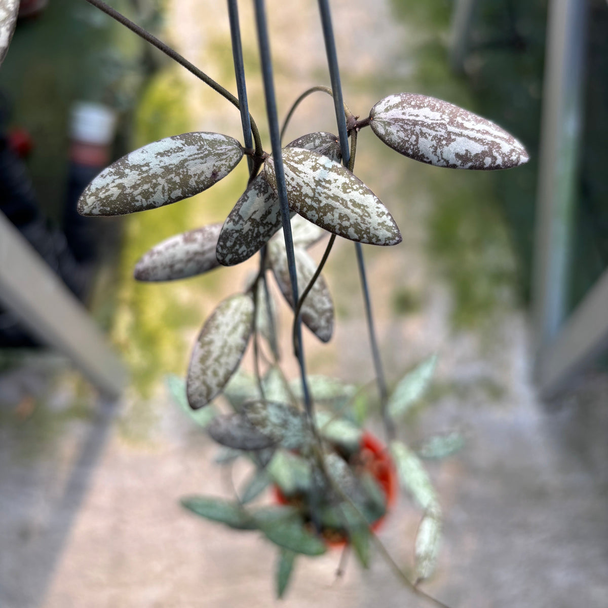 Hoya Sigillatis Silver Pink