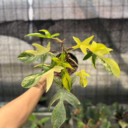 RP26-10	Philodendron Florida Beauty Mature Size