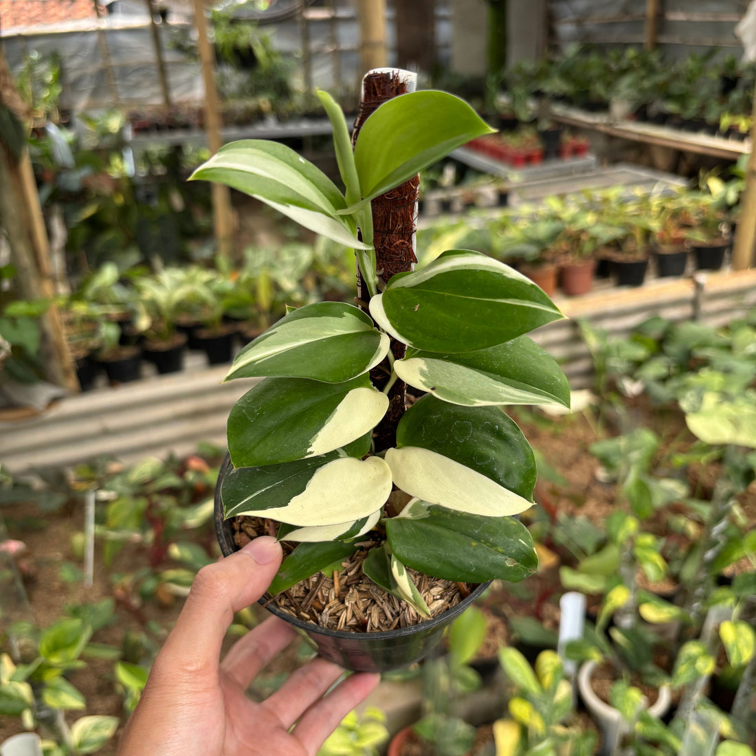 Scindapsus Treubii Albo