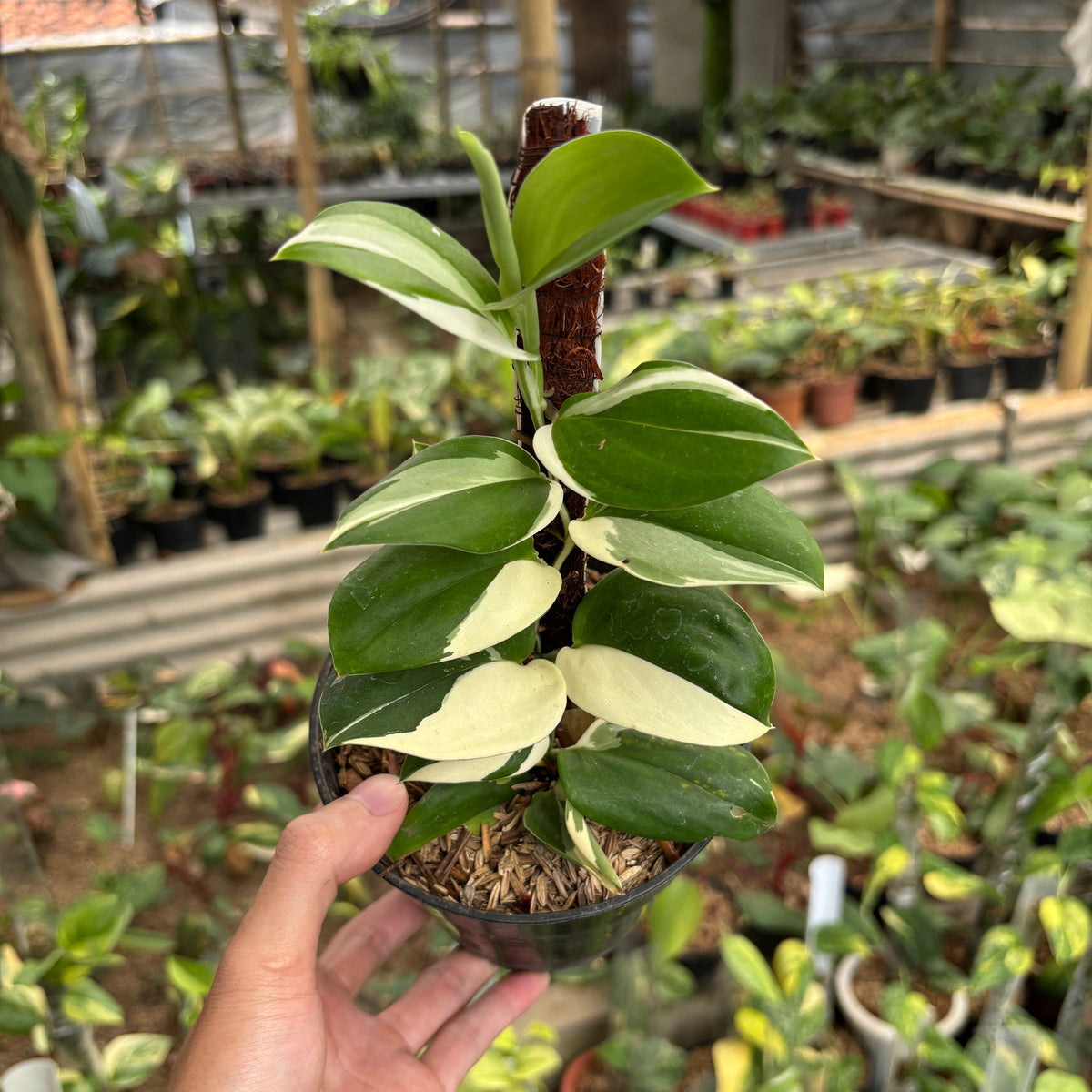 Scindapsus Treubii Albo