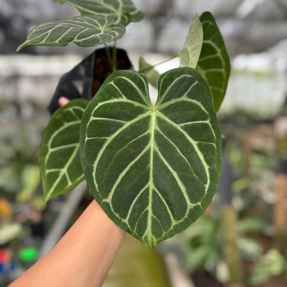 RP14-10	Anthurium Papilillaminum x Magnificum