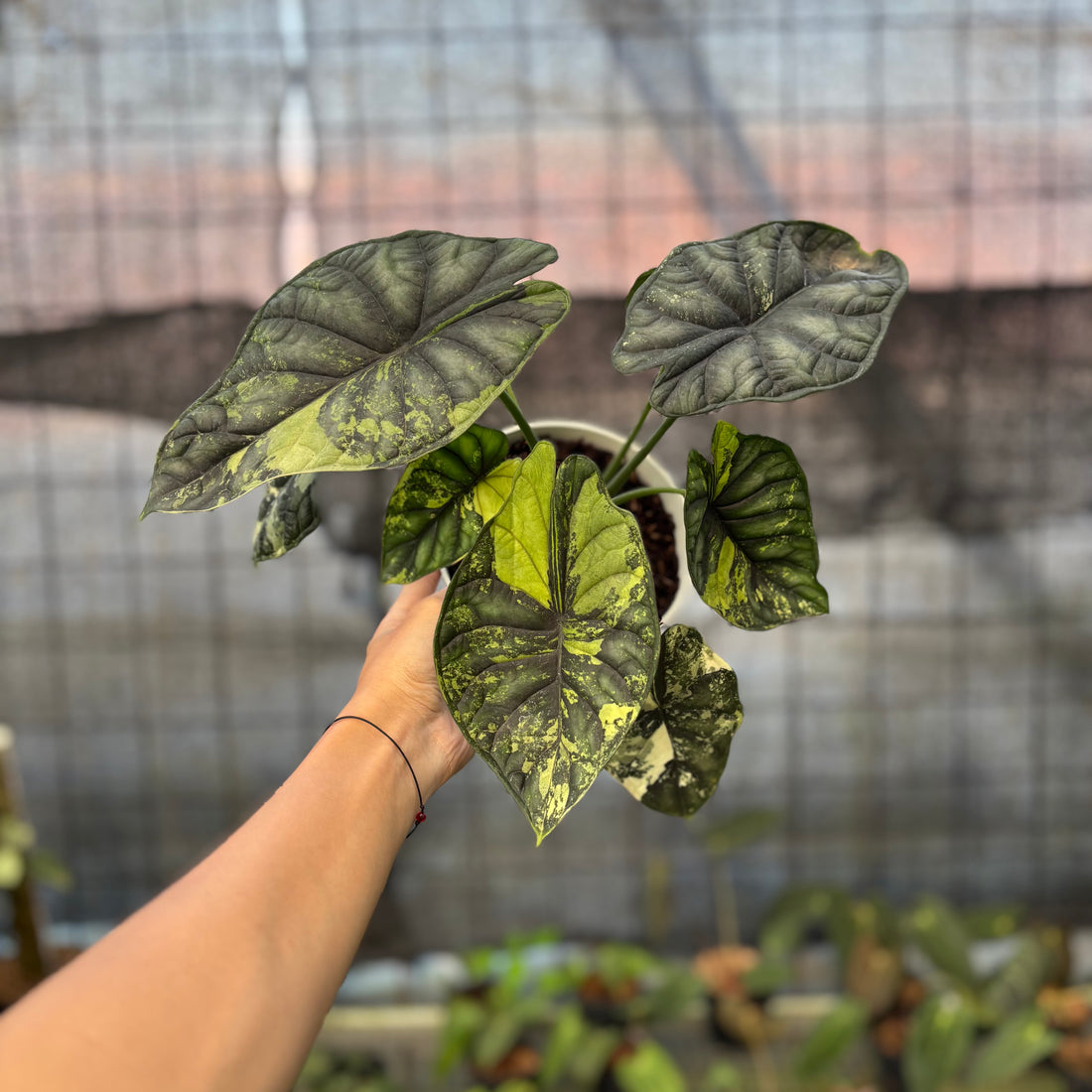 RP22-9 Alocasia Dragon Scale Variegated Mature Size