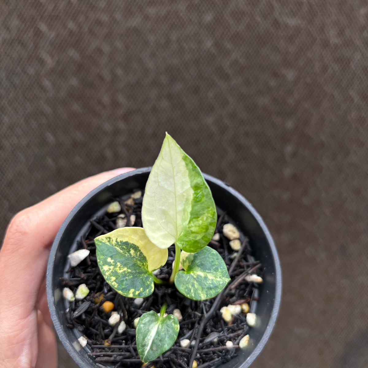 RP32-10	Anthurium AOS Tezula Variegated