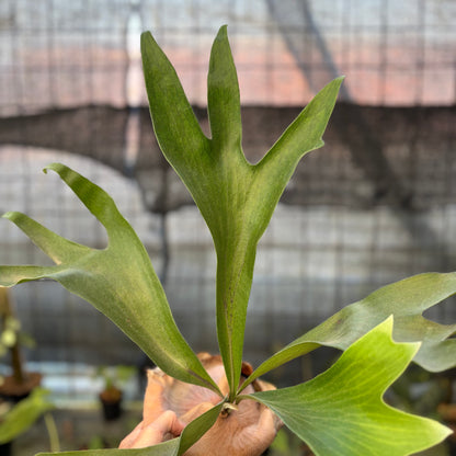 RP25-9 Platycerium Walichii