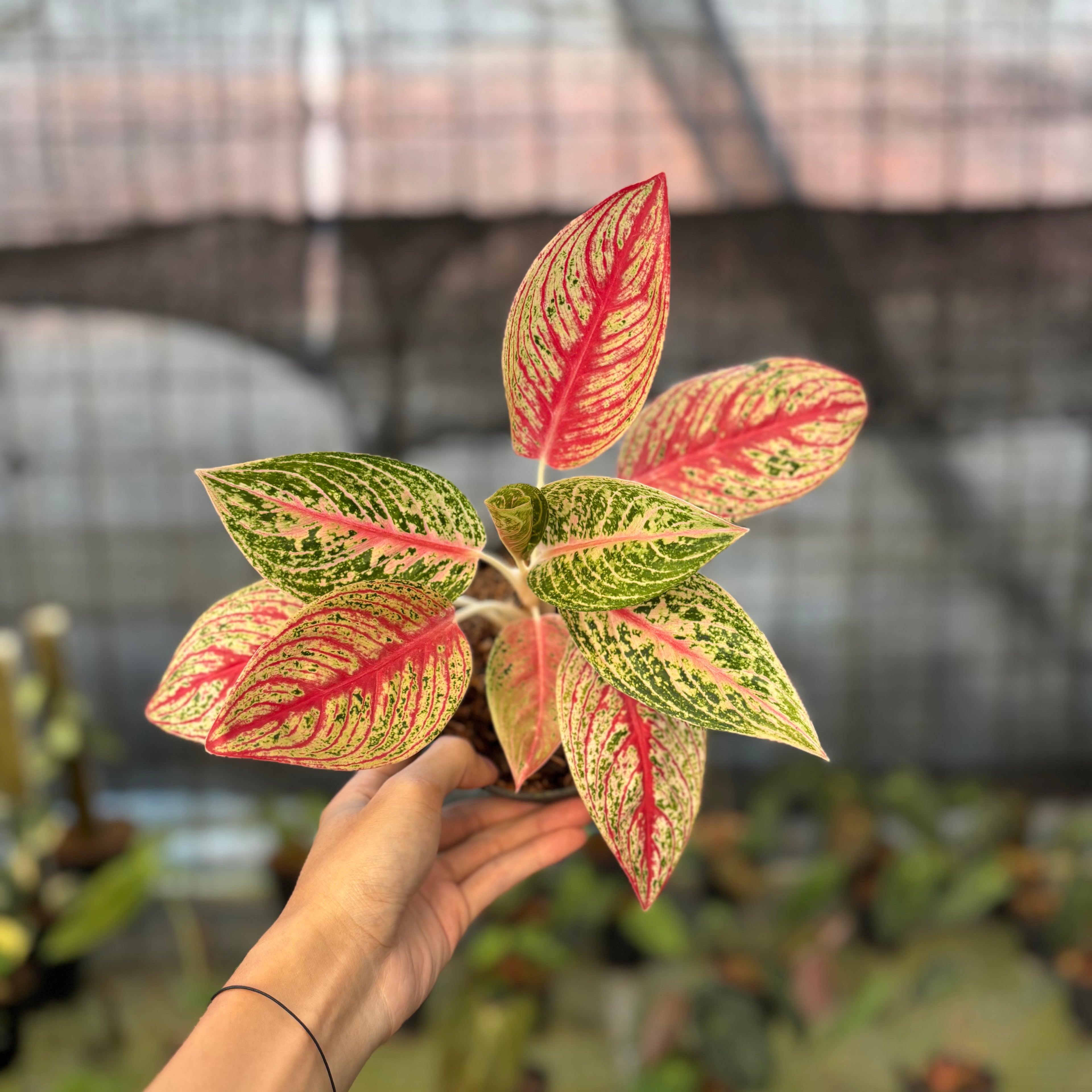 RP26-9 Aglaonema Red Legacy