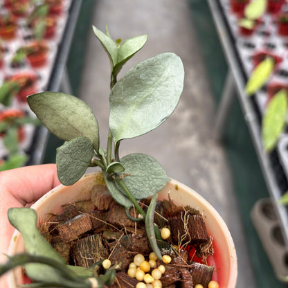 Hoya Lacunosa Orange Skin