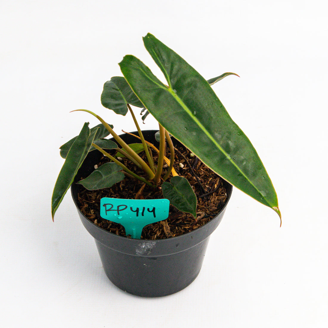 RP414 Philodendron Billiteae