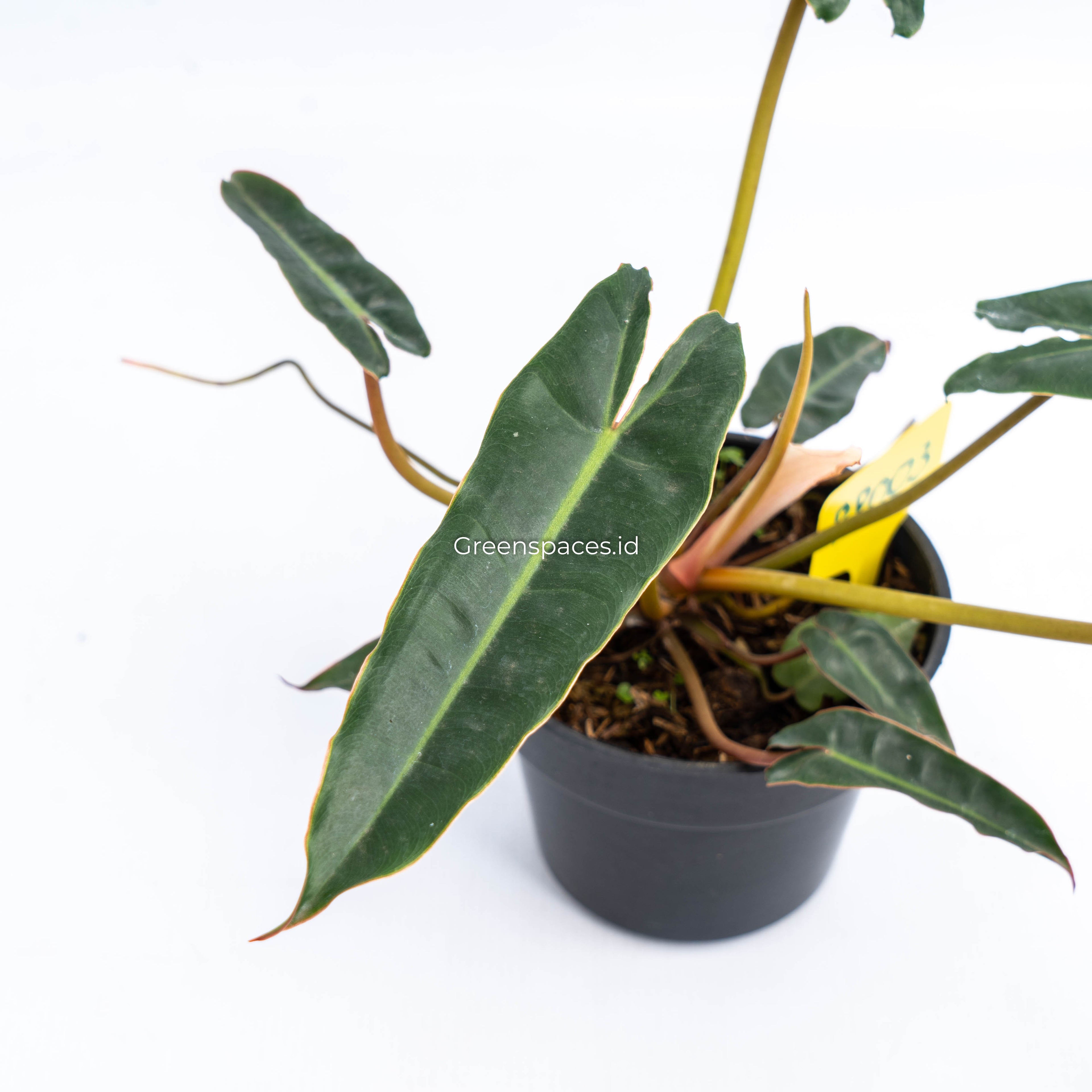 RP003 Philodendron Billiteae