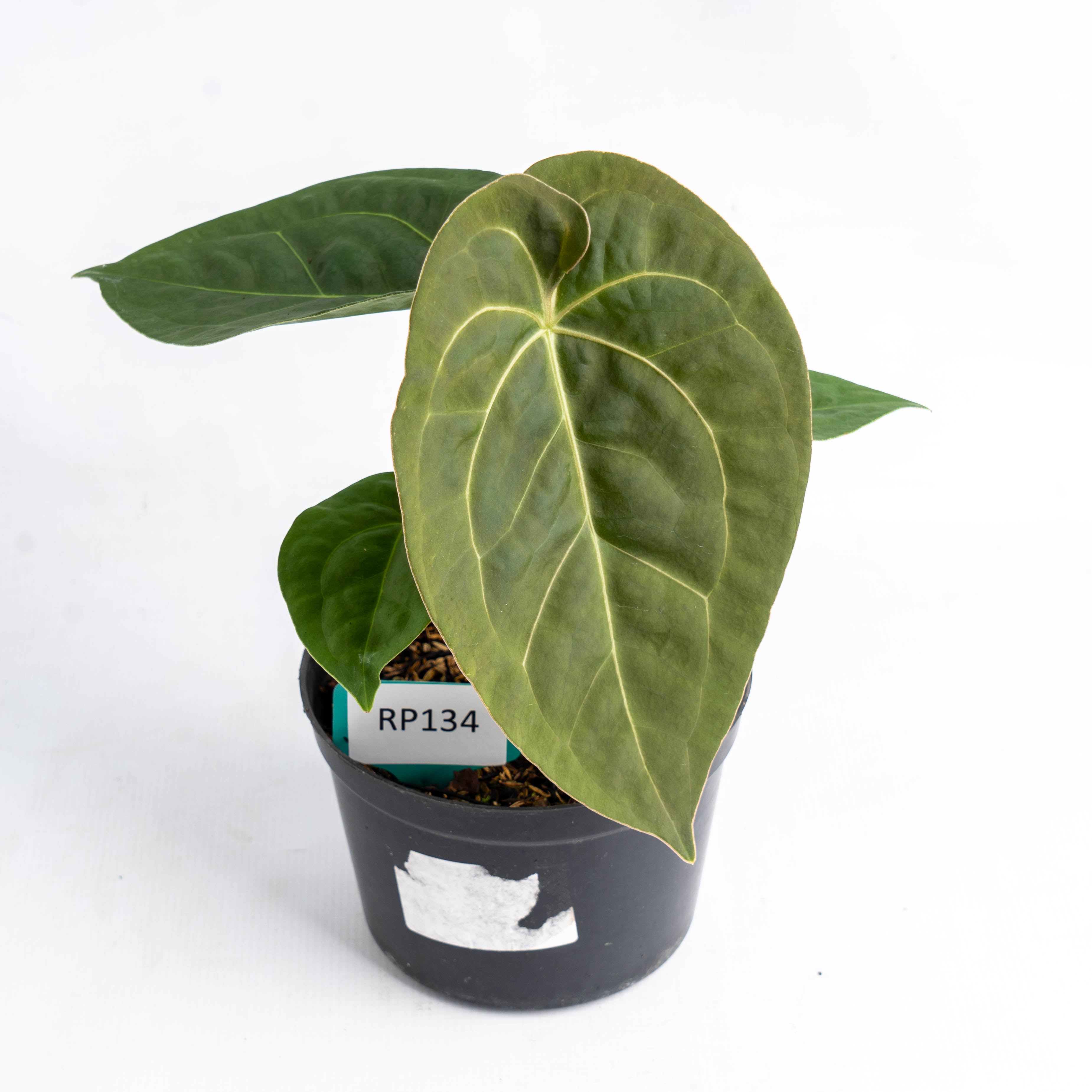 Anthurium Luxurian Indo Type x Dorayaki