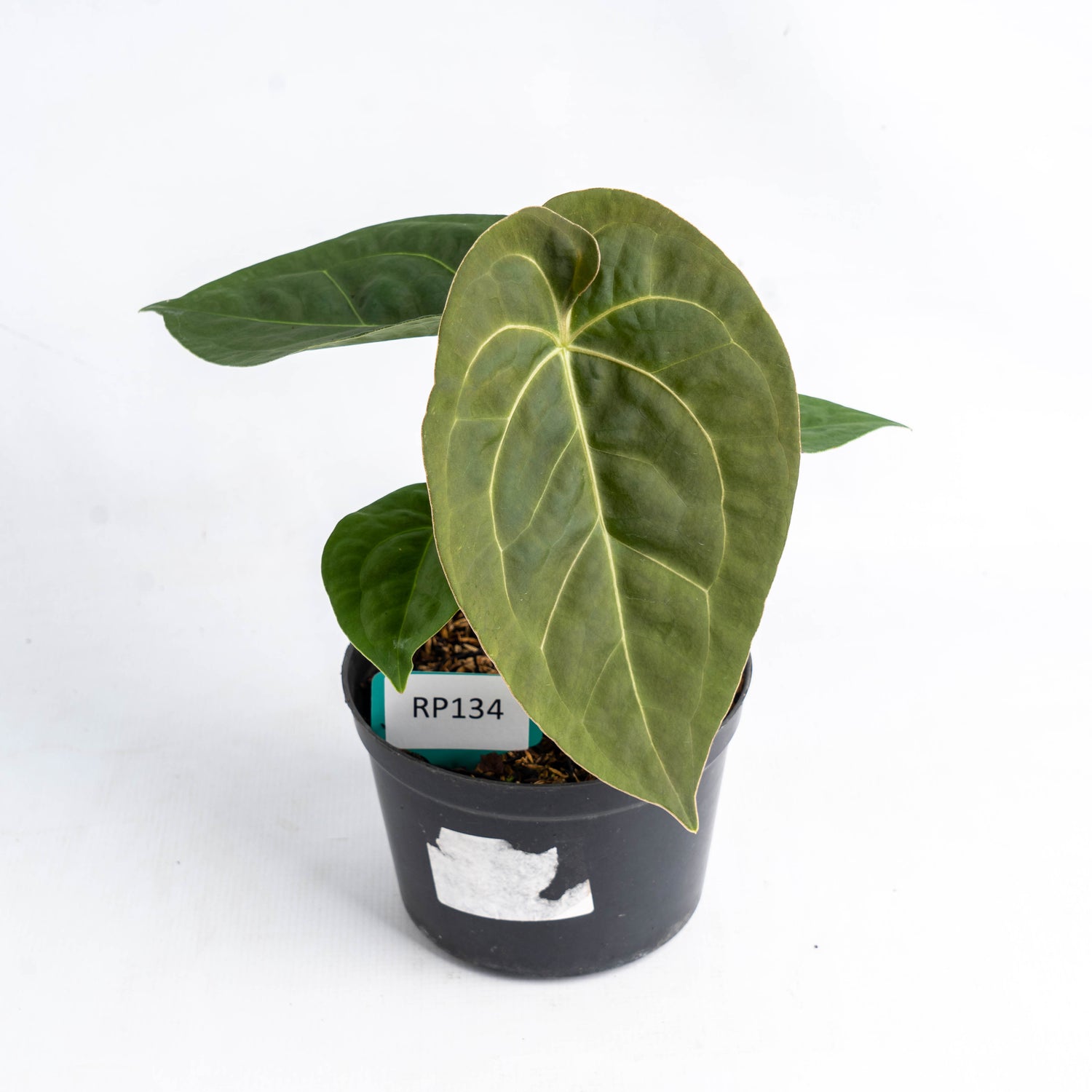 Anthurium Luxurian Indo Type x Dorayaki