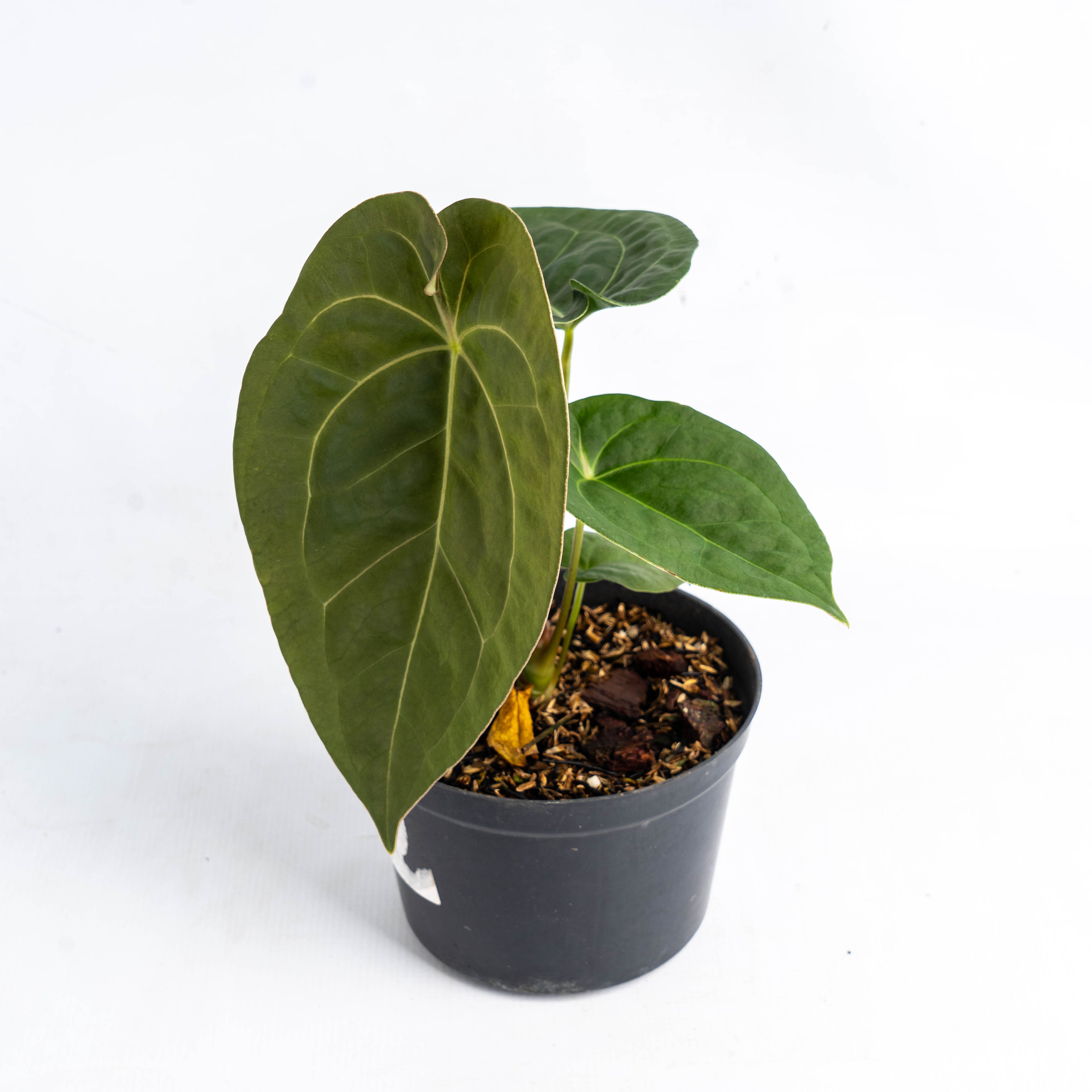 Anthurium Luxurian Indo Type x Dorayaki