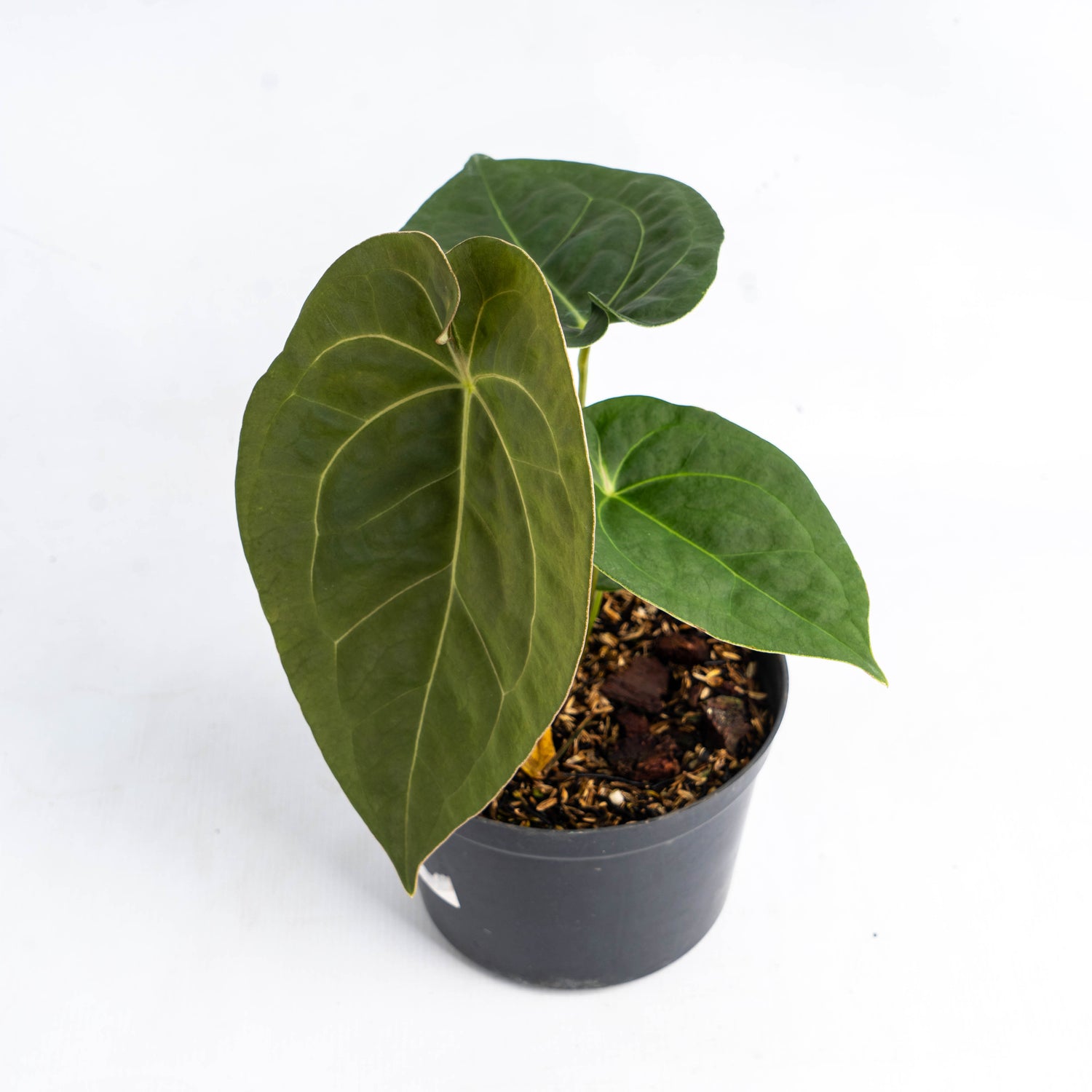 Anthurium Luxurian Indo Type x Dorayaki