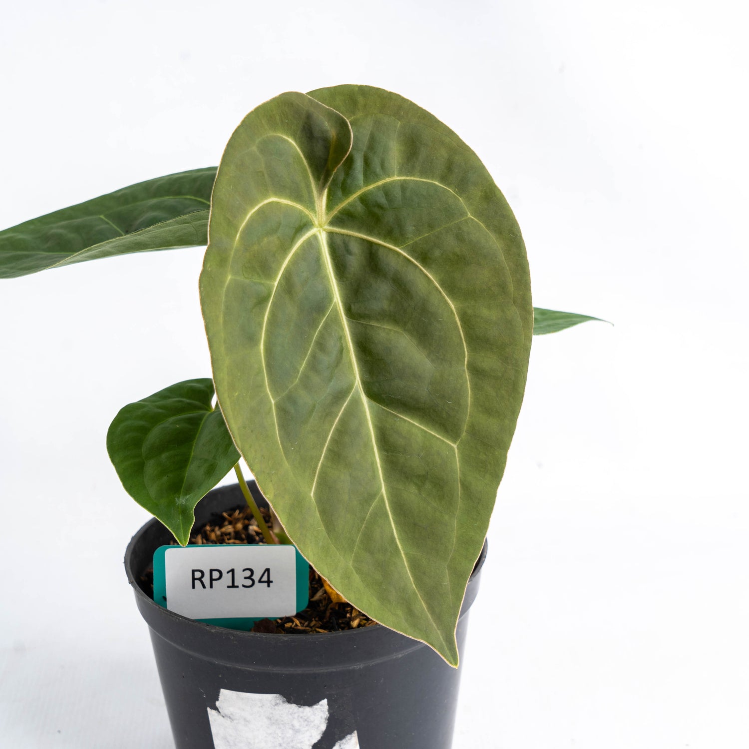 Anthurium Luxurian Indo Type x Forgetti