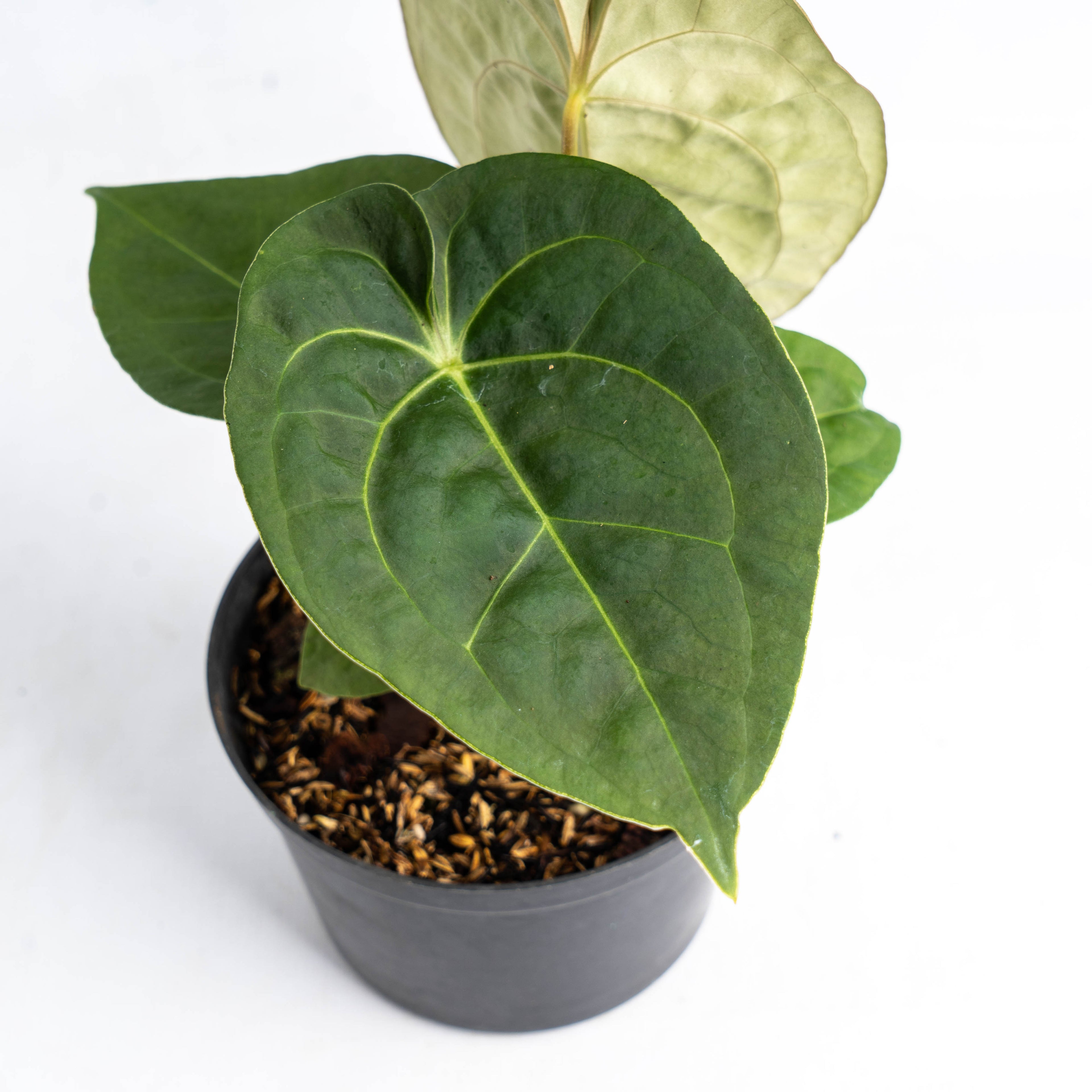 Anthurium Luxurian Indo Type x Dorayaki