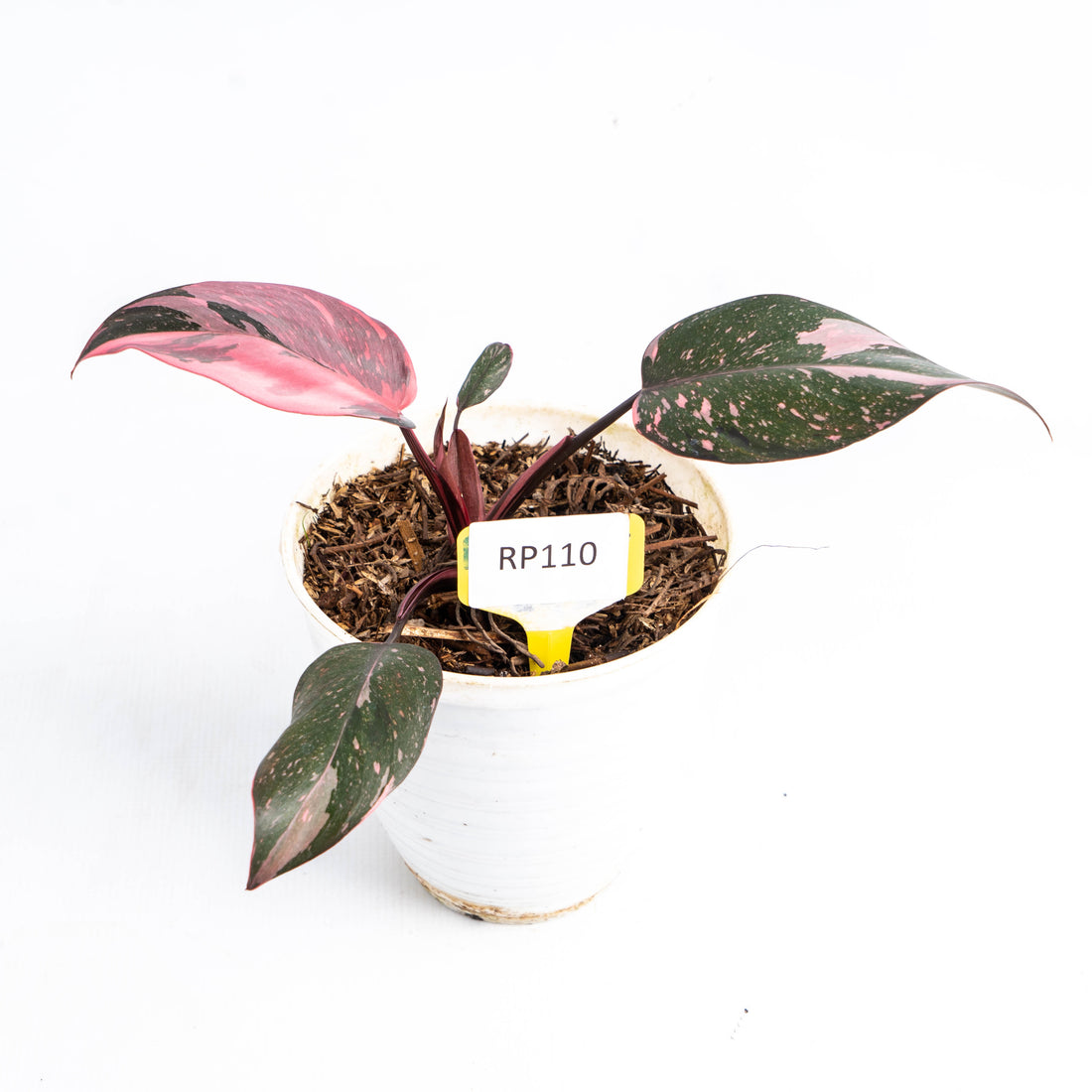 Philodendron Pink Princess Marble