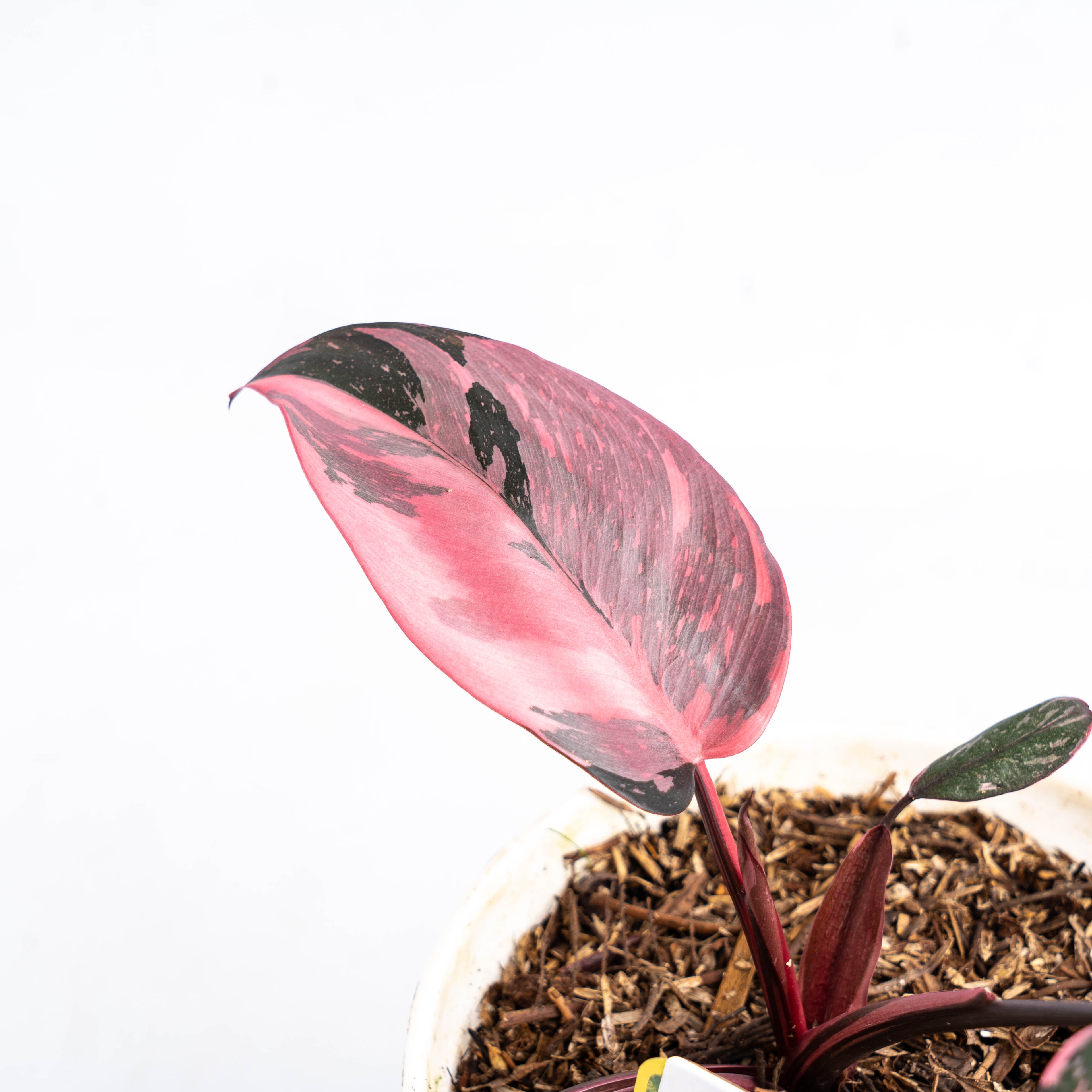 Philodendron Pink Princess Marble