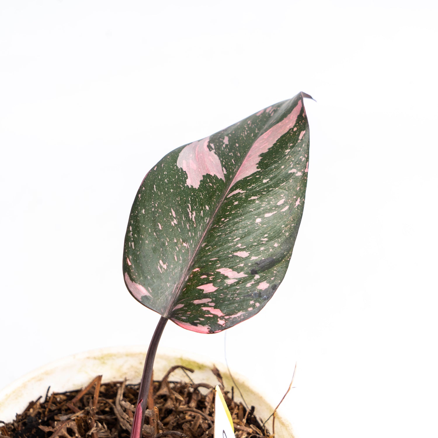 Philodendron Pink Princess Marble