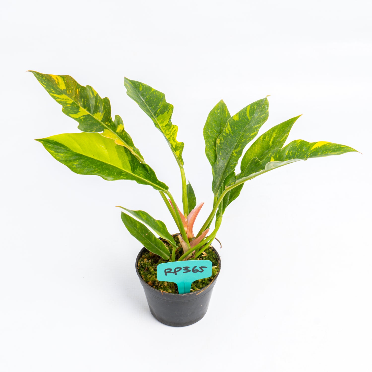 RP365 Philodendron Ring of Fire Variegated