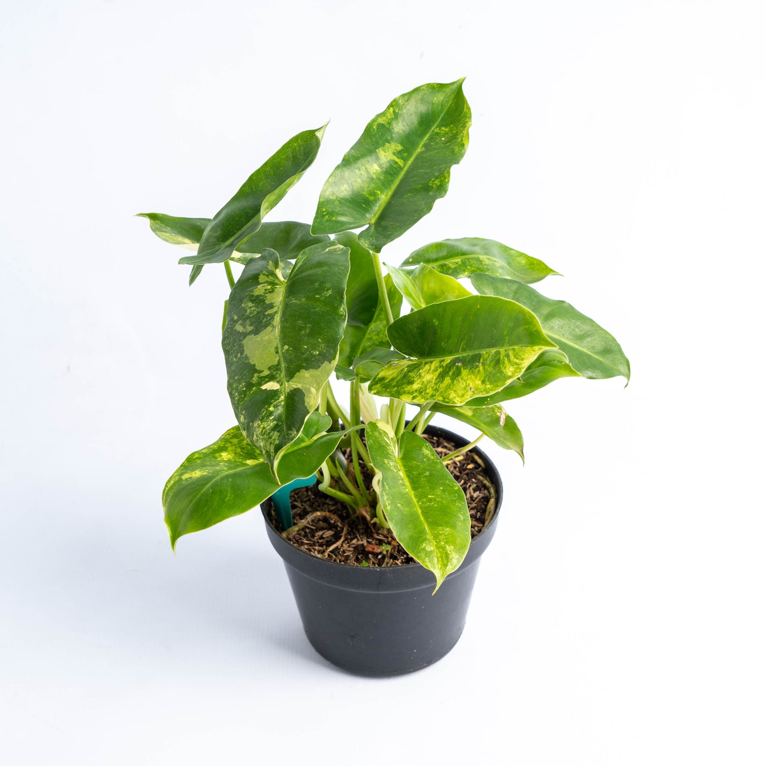 RP505 Philodendron Burlemarx Variegated