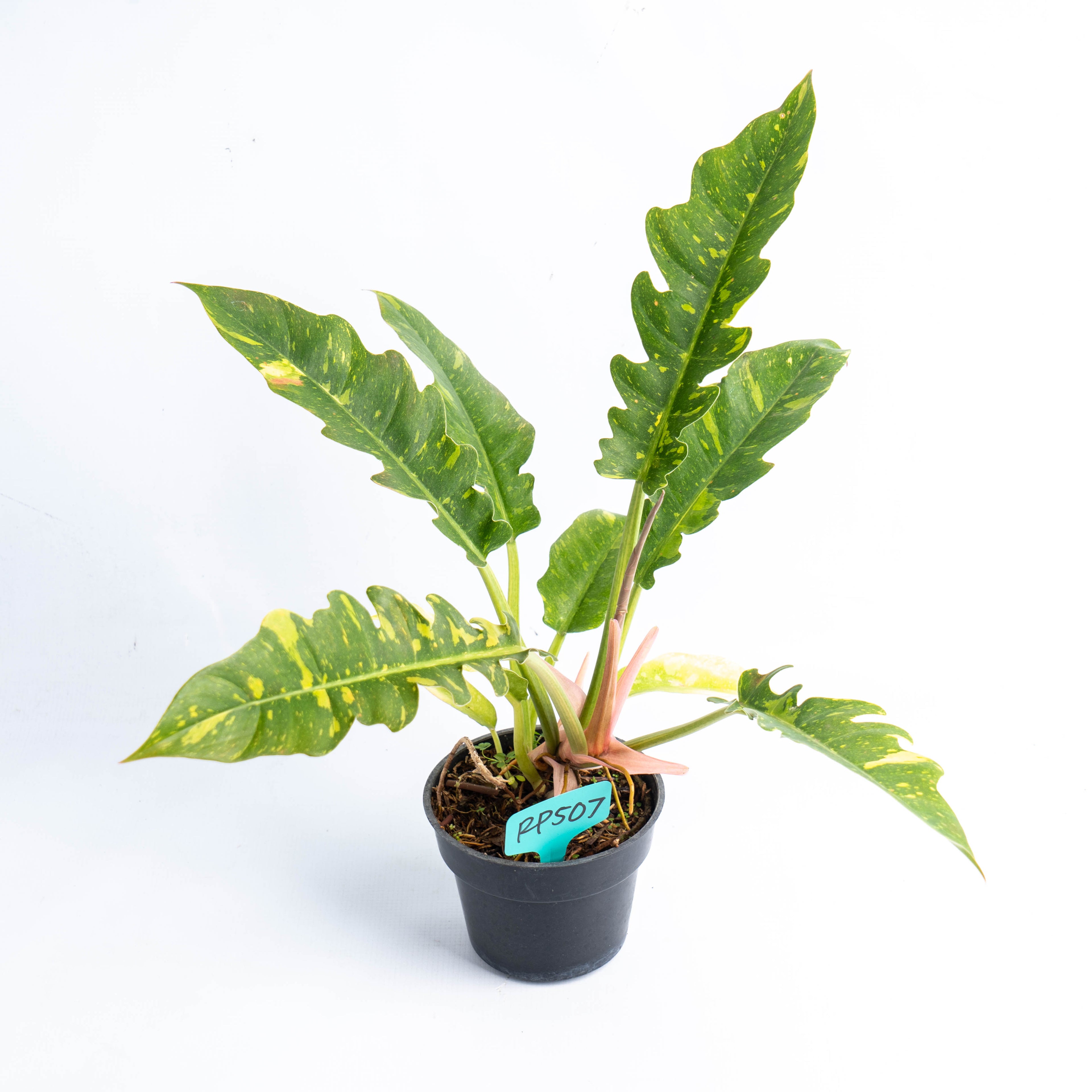RP507 Philodendron Ring of Fire Variegated
