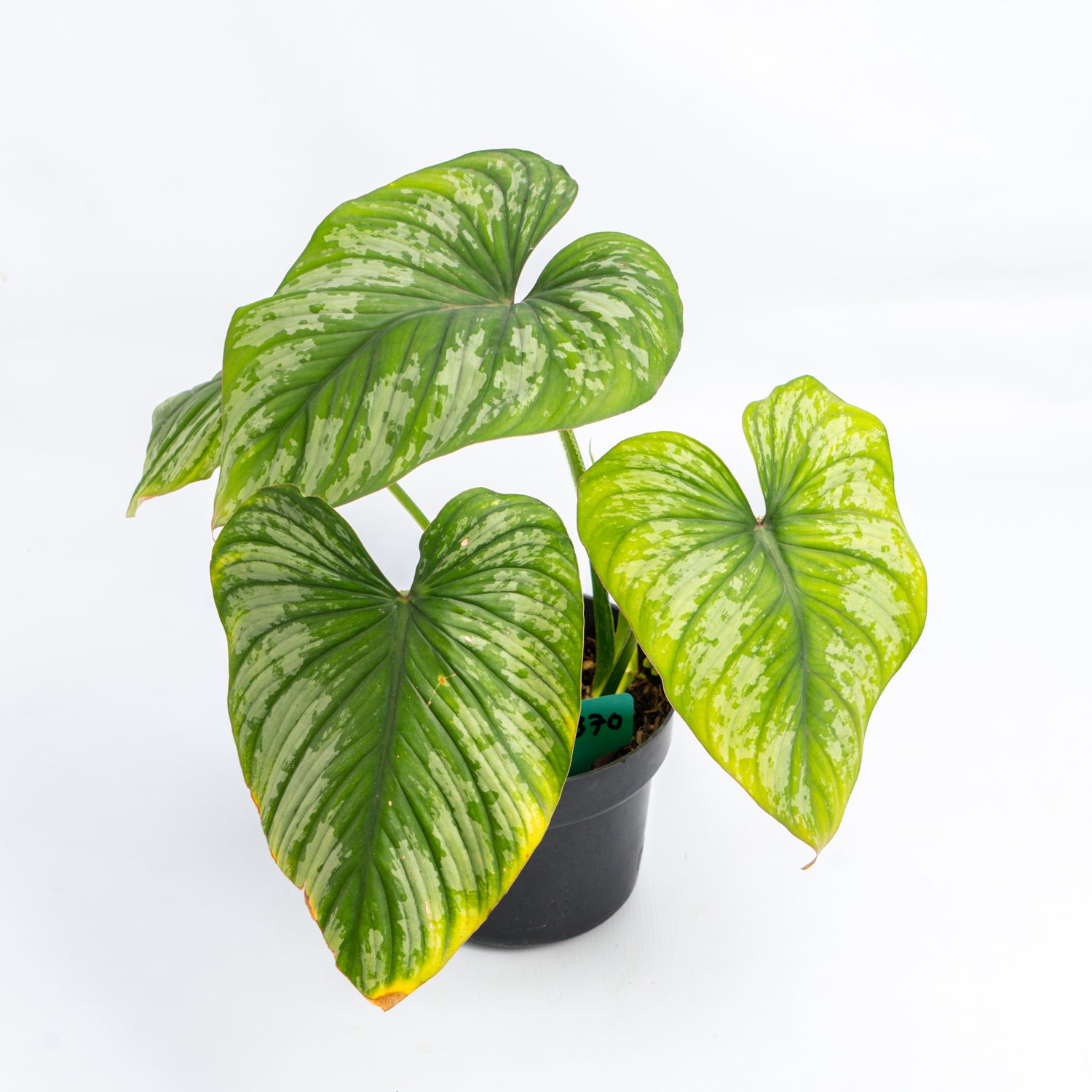 RP370 Philodendron Mamei silver cloud