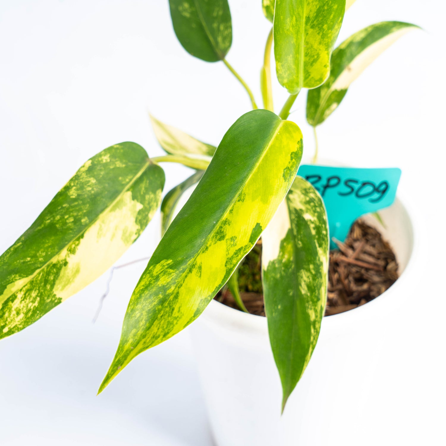 RP509 Philodendron Domesticum Variegated