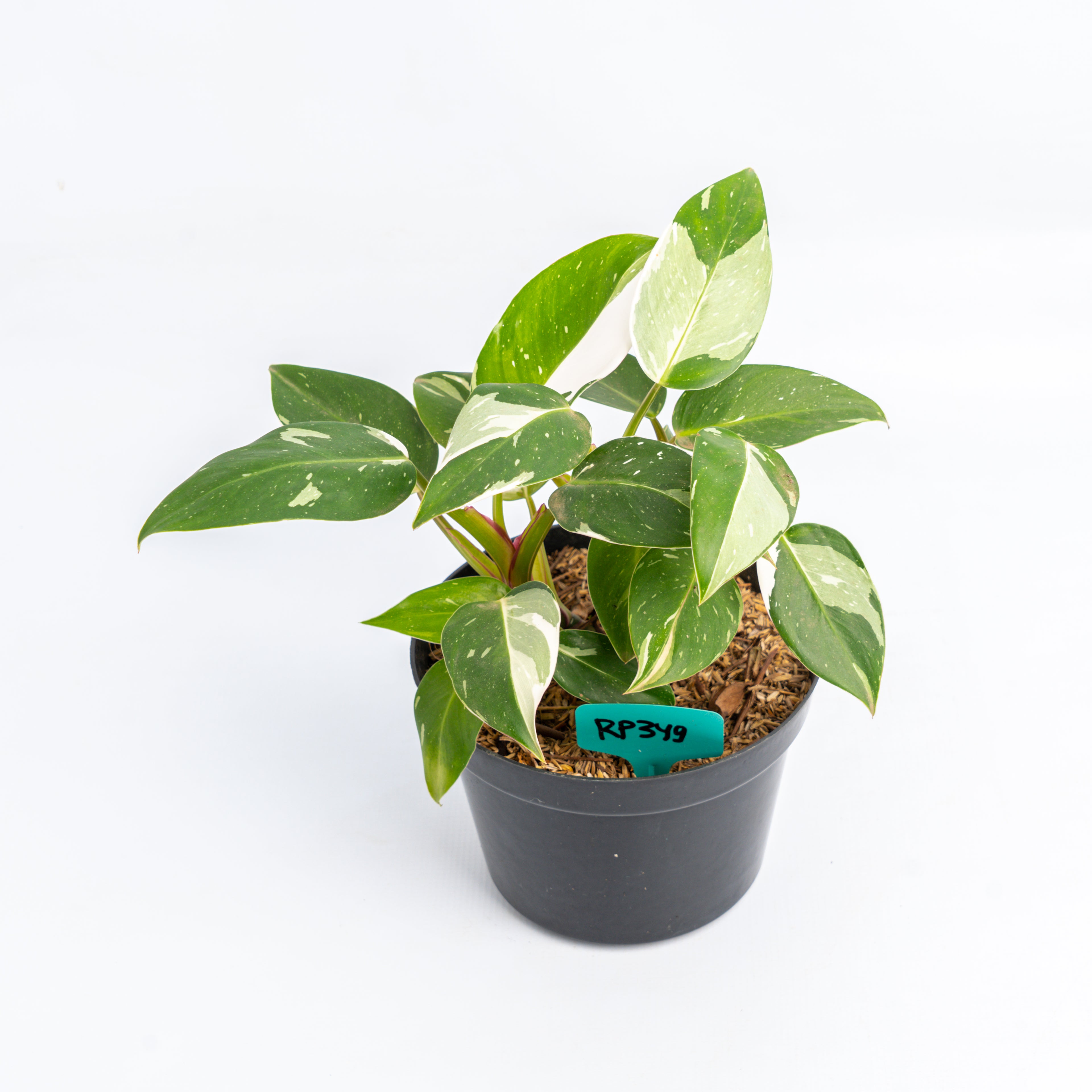 RP349 Philodendron White Princess