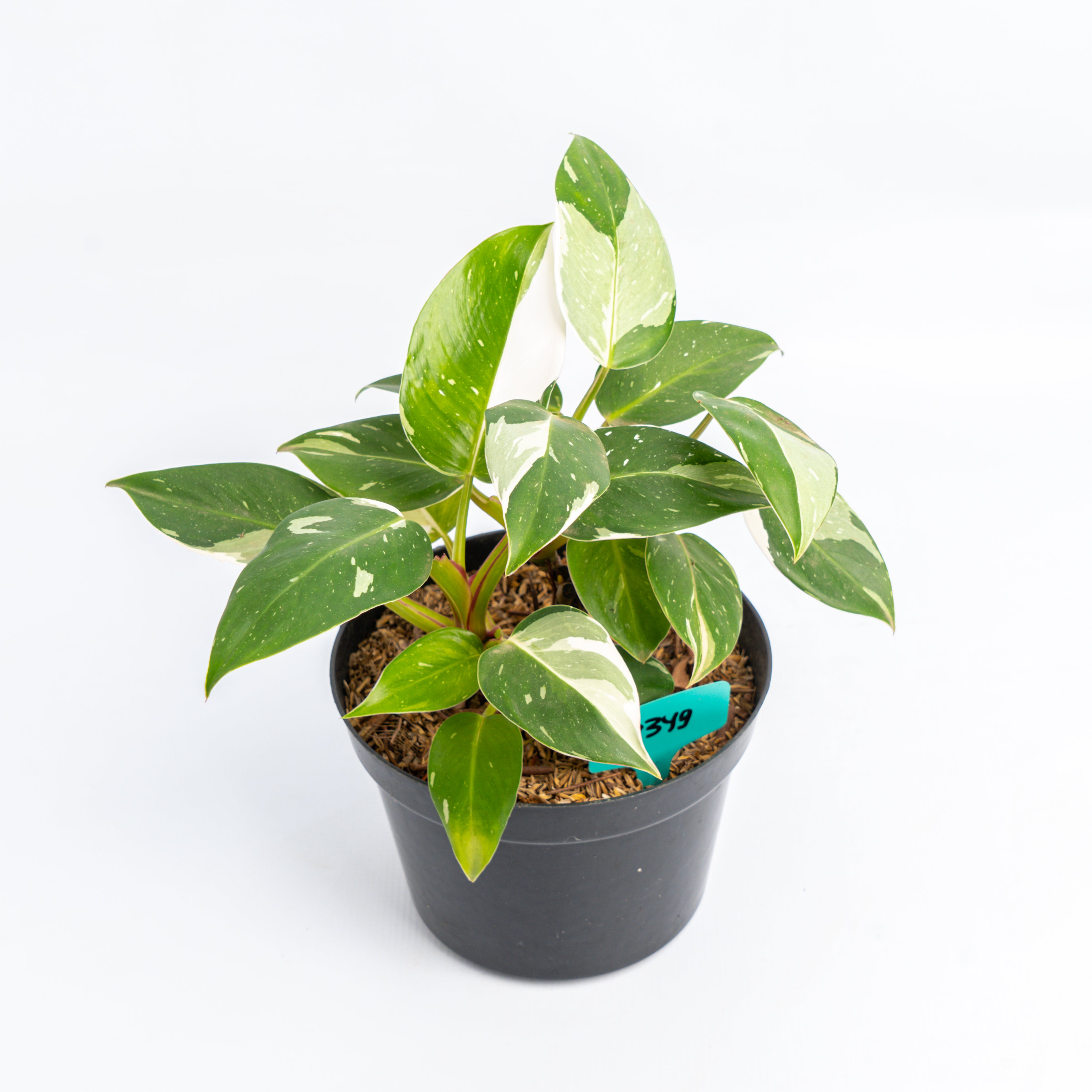 RP349 Philodendron White Princess