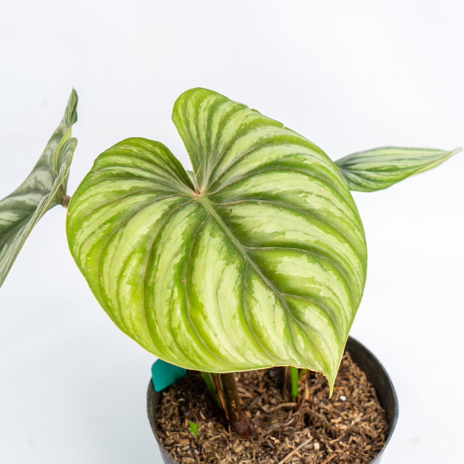 RP350 Philodendron Plowmanii