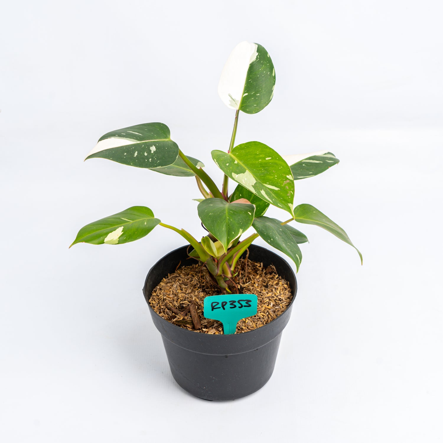 RP353 Philodendron White Princess