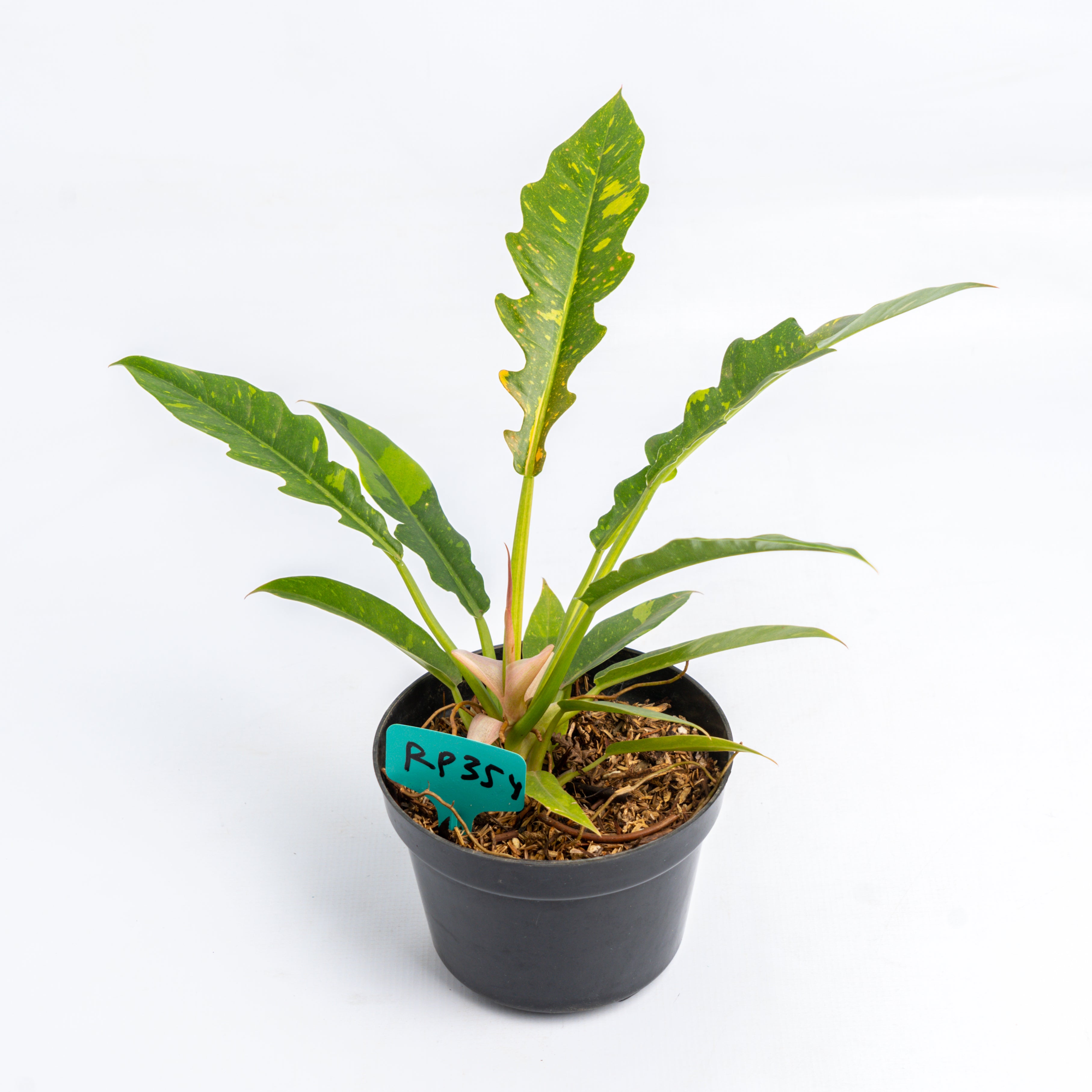 RP354 Philodendron Ring of Fire Variegated