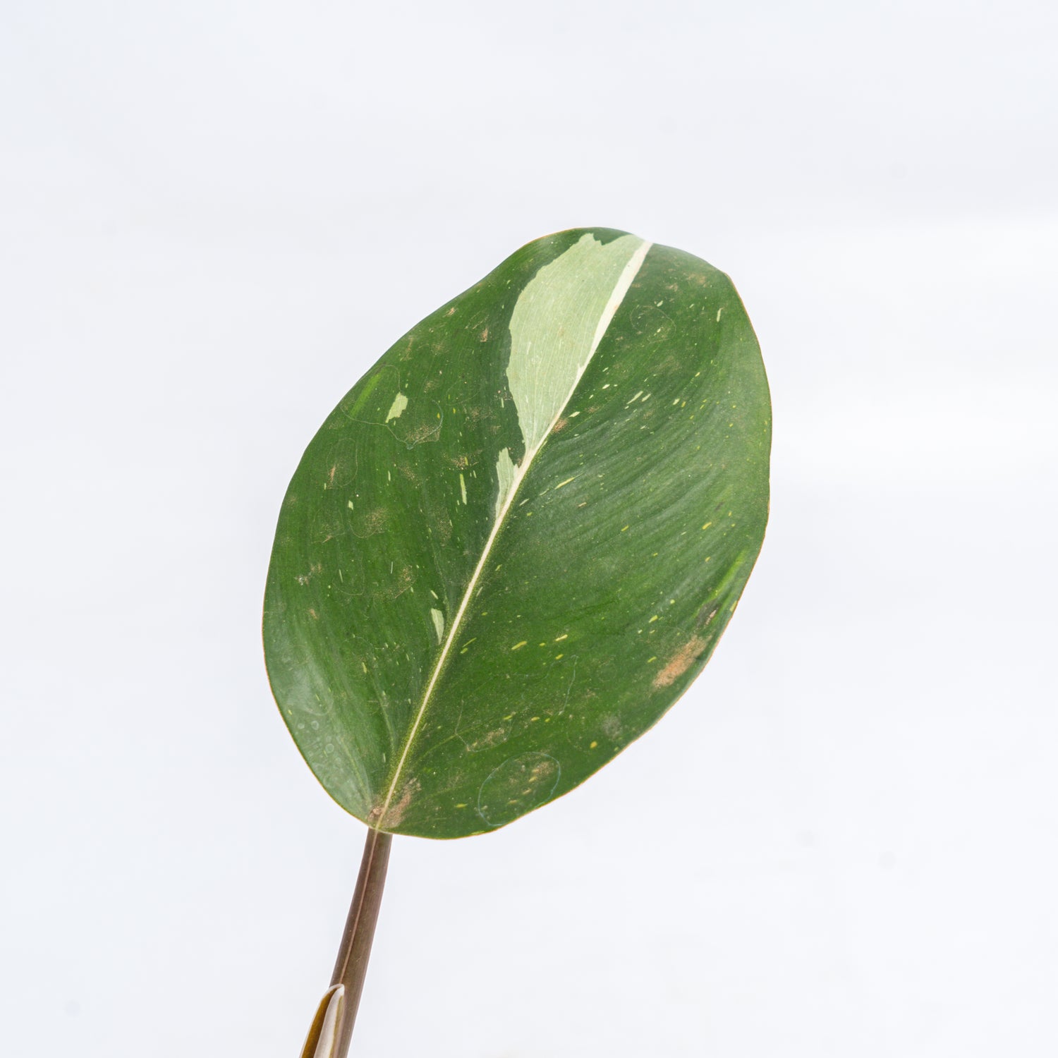 RP355 Philodendron White Knight