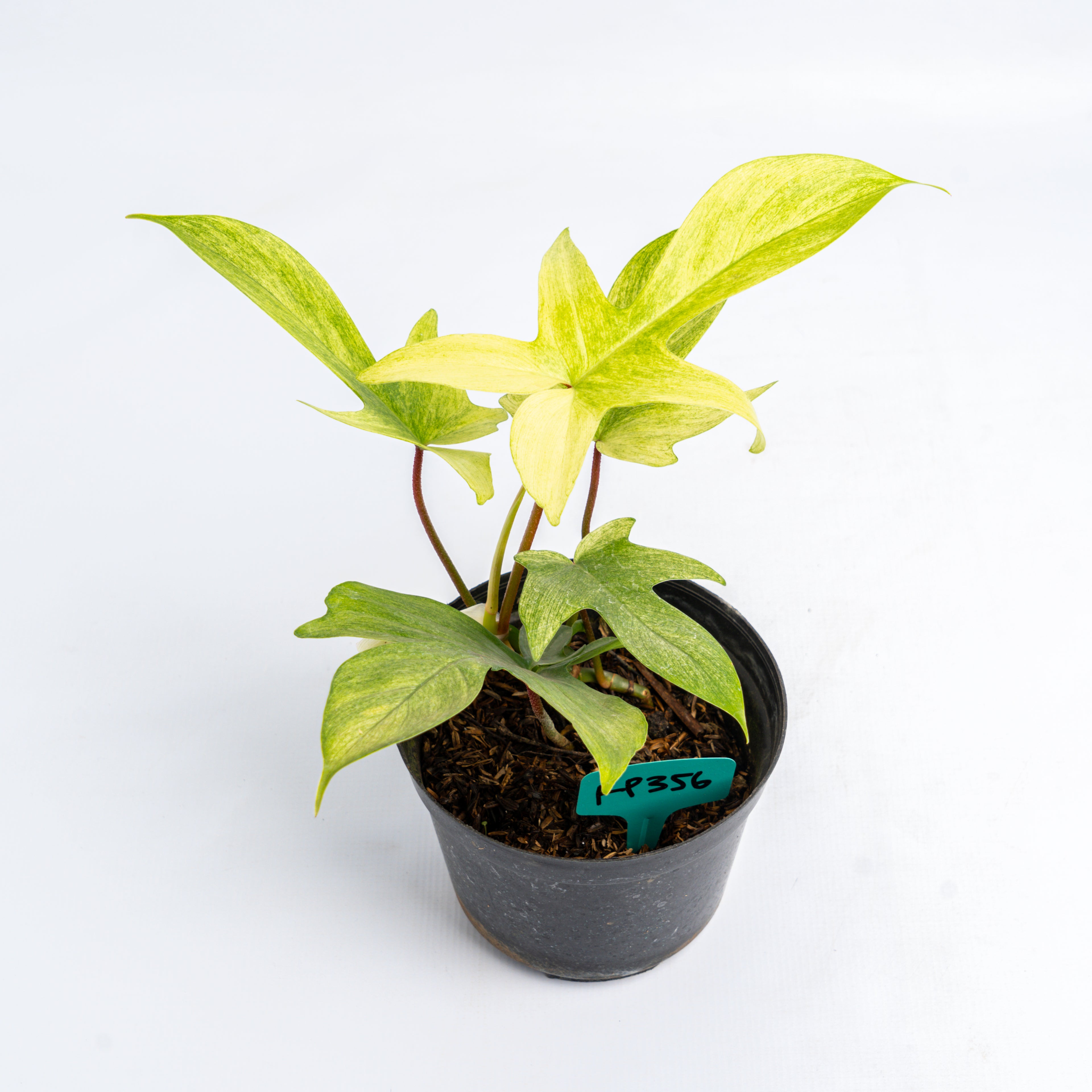 RP356 Philodendron Florida Ghost