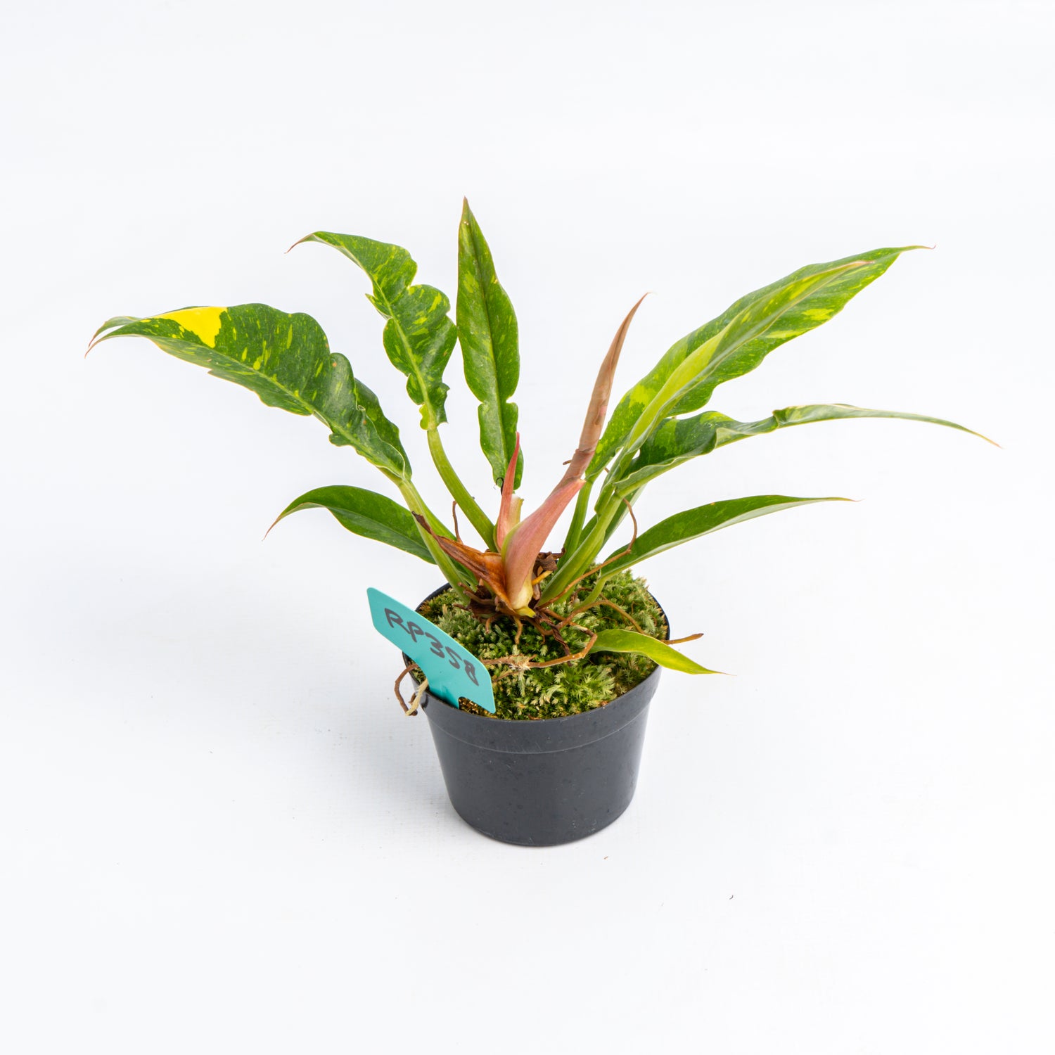 RP358 Philodendron Ring of Fire Variegated