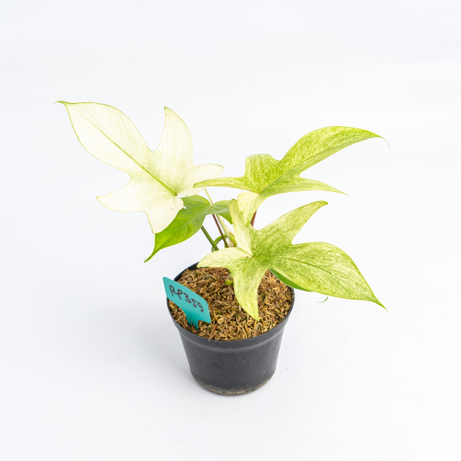 RP359 Philodendron Florida Ghost