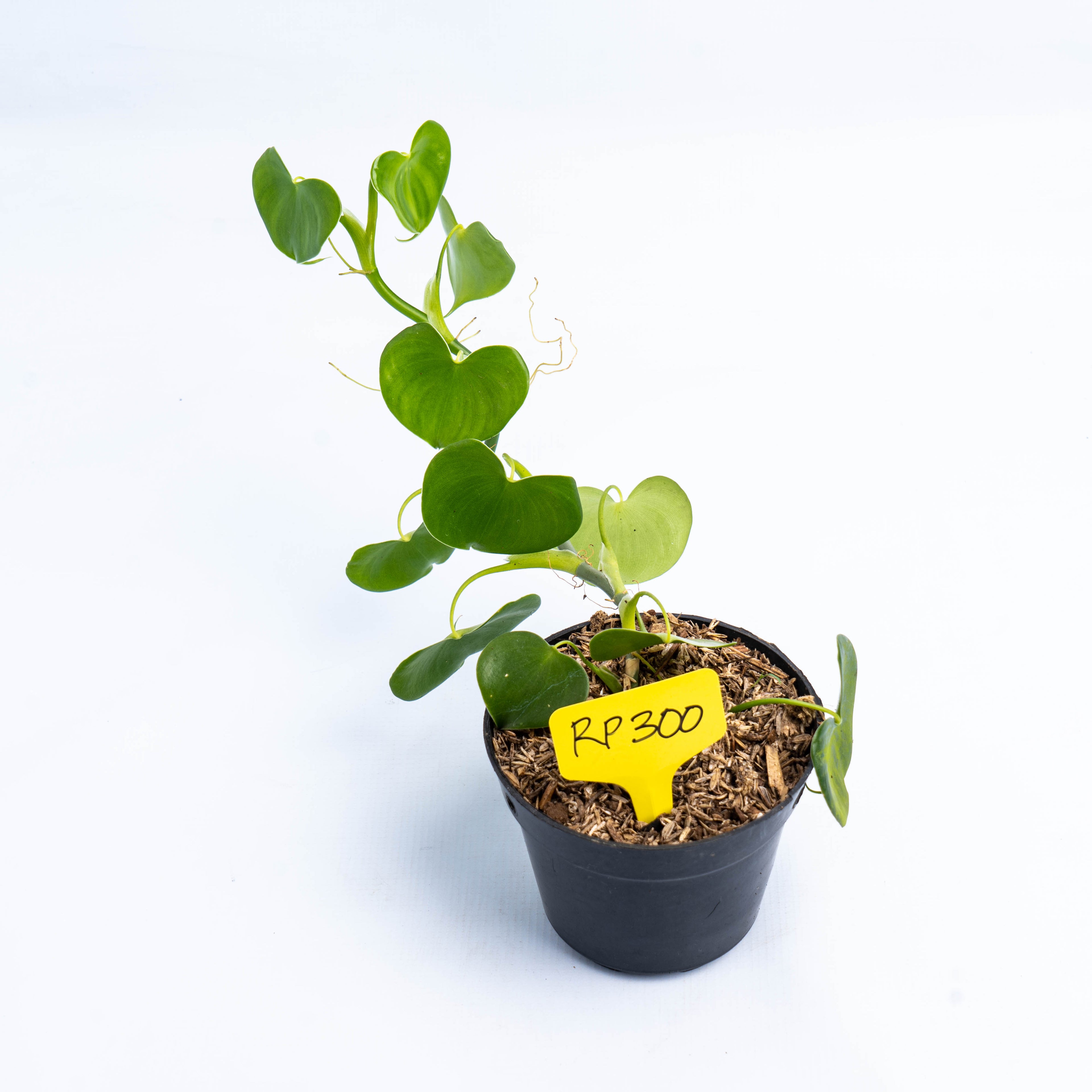 RP300 Philodendron Grazielae [FLASHSALE]