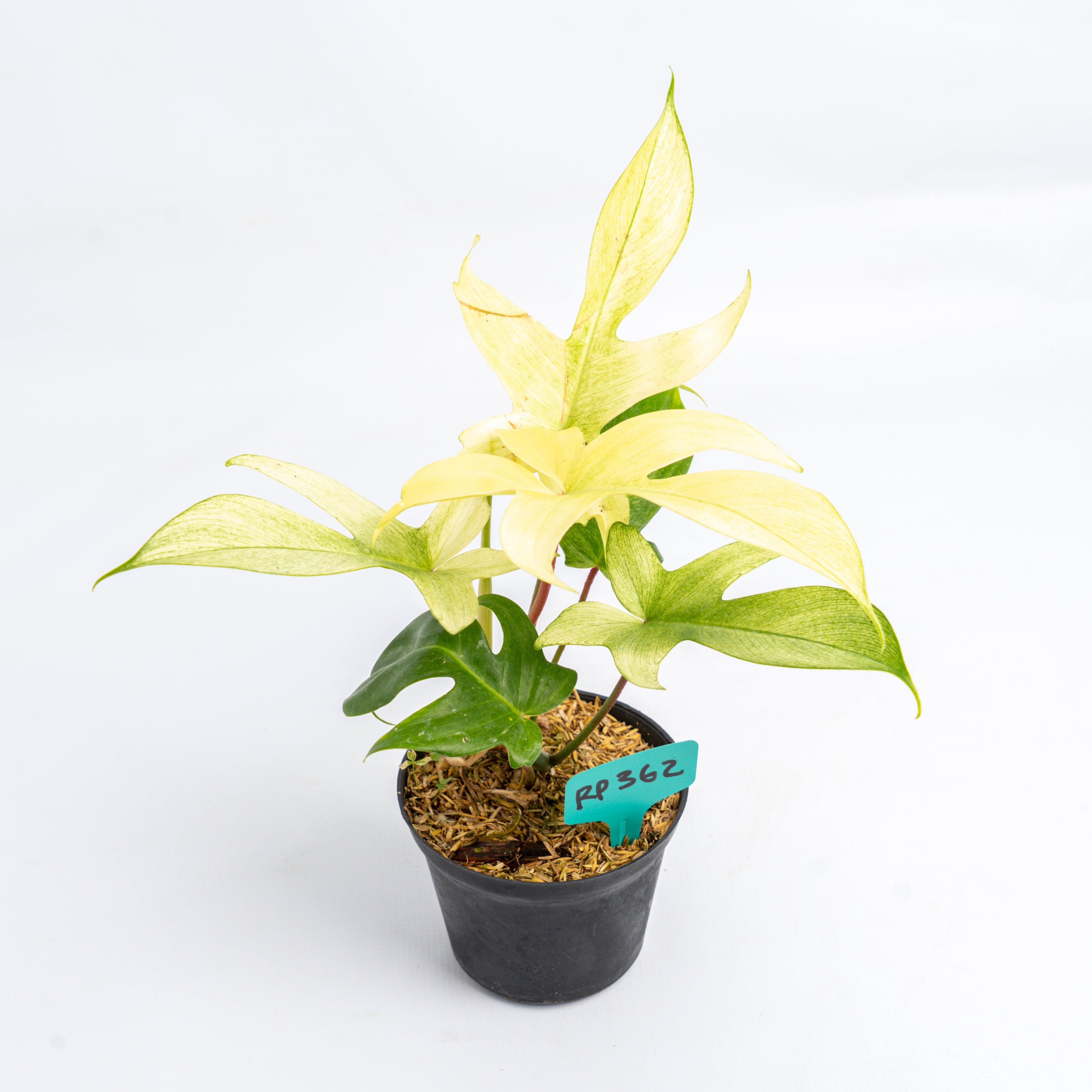 RP362 Philodendron Florida Ghost