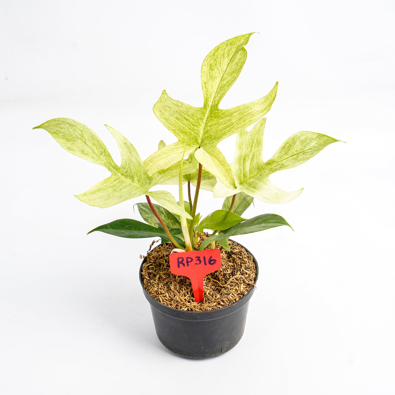RP316 Philodendron Florida Ghost