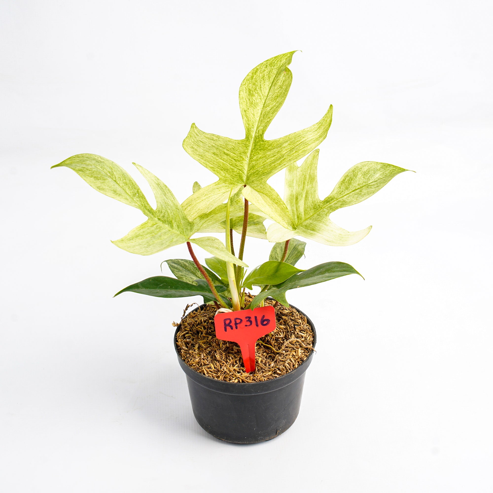 RP316 Philodendron Florida Ghost
