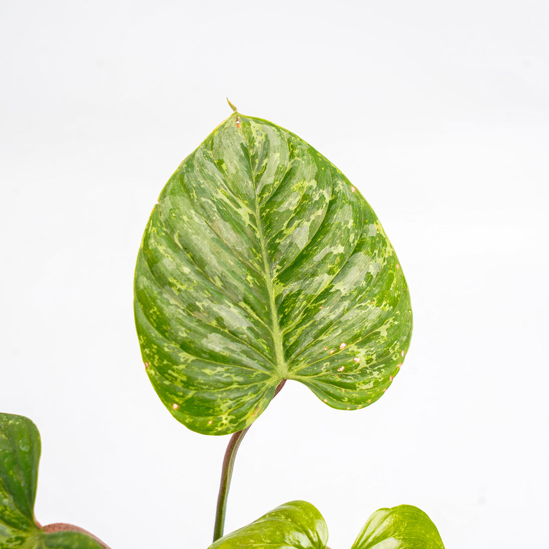 RP323 Philodendron Sodiroi Variegated