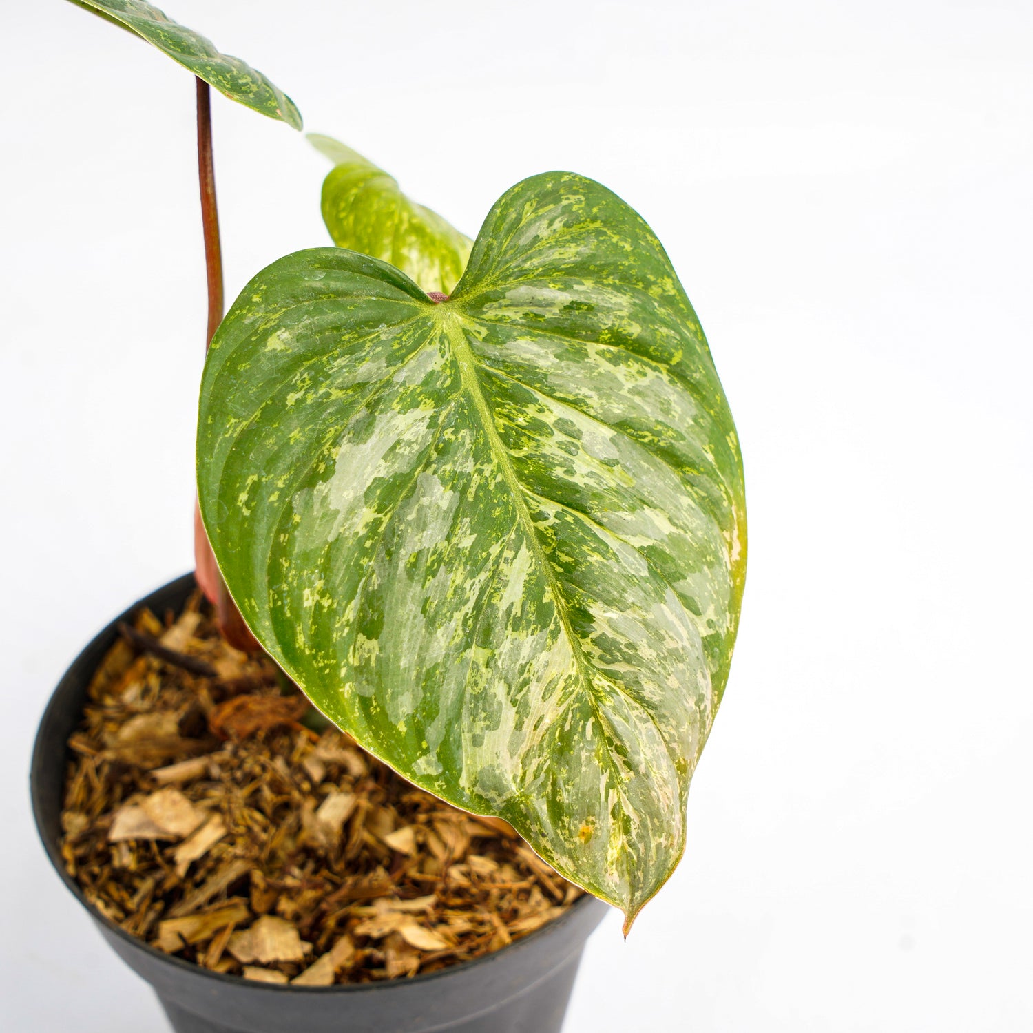 RP323 Philodendron Sodiroi Variegated
