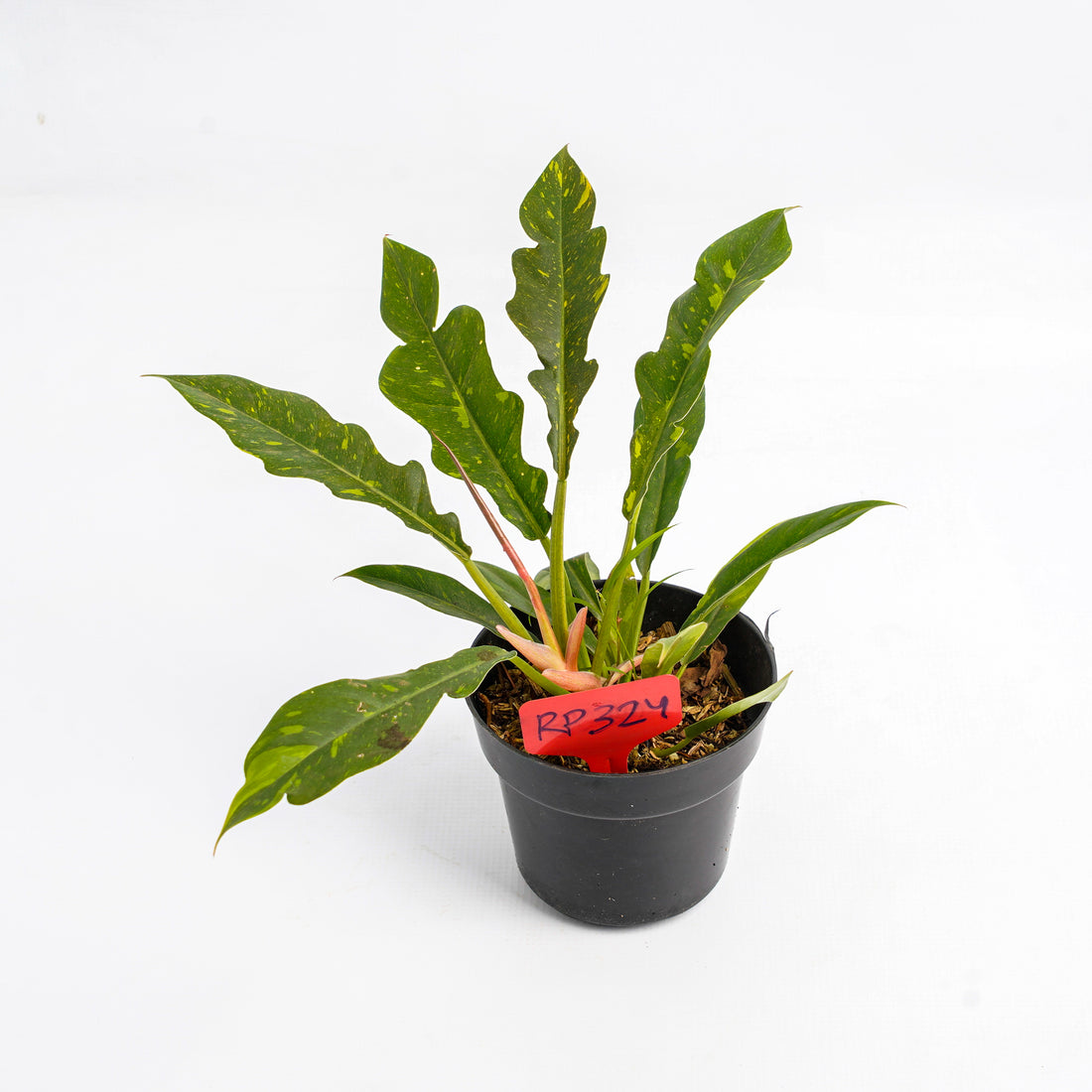 RP324 Philodendron Ring of Fire Variegated