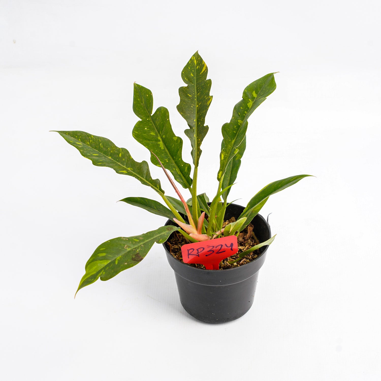 RP324 Philodendron Ring of Fire Variegated