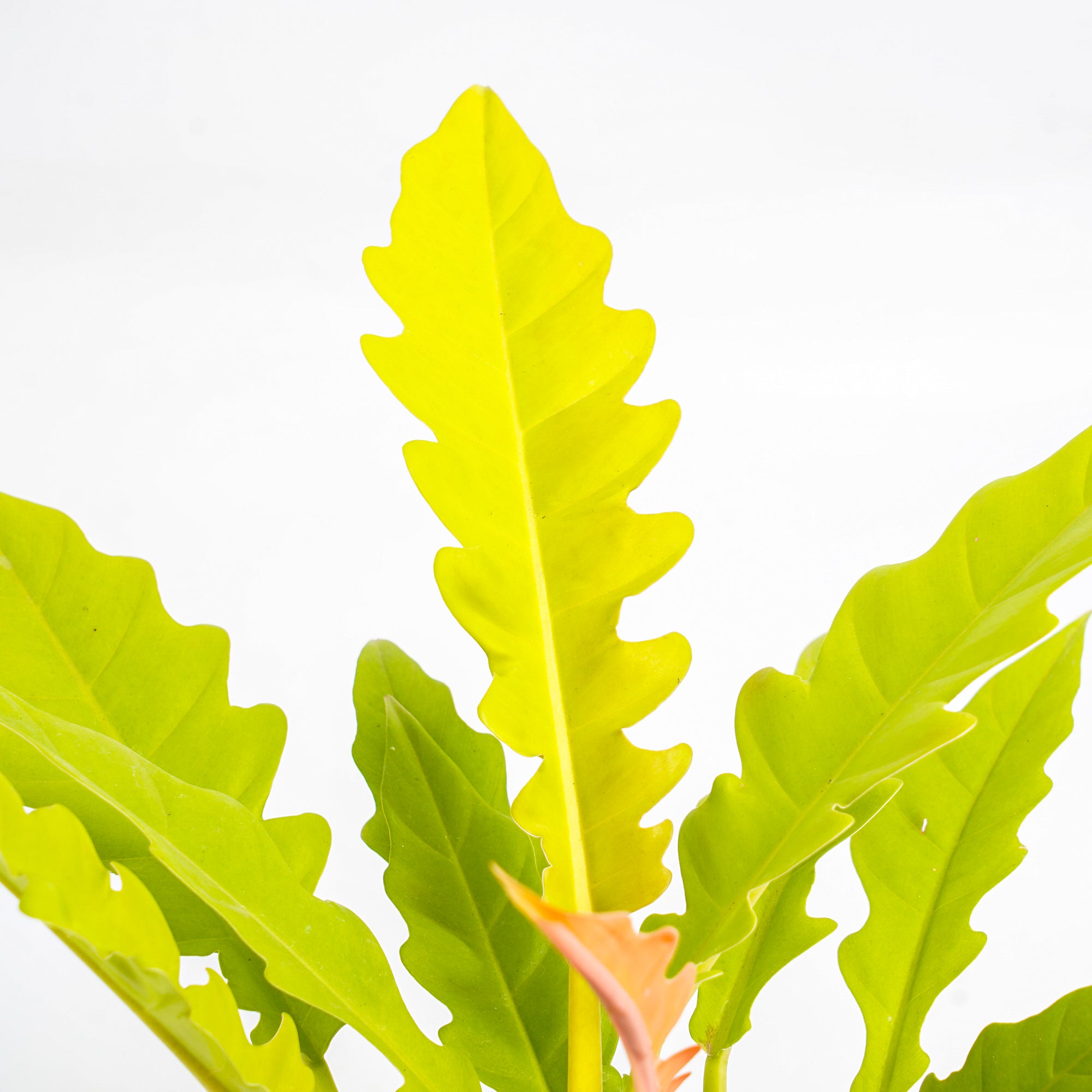 RP327 Philodendron Golden Saw