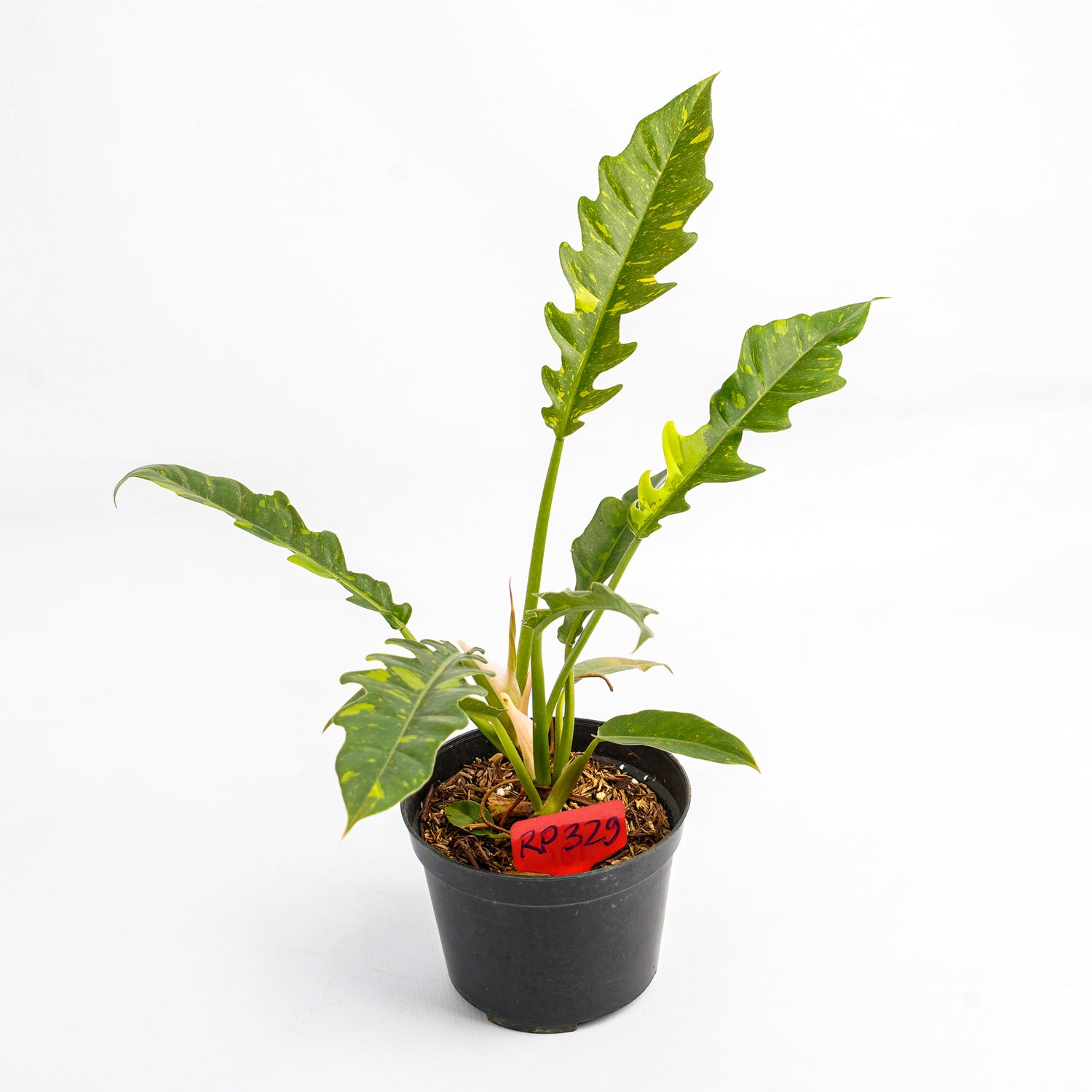 RP328 Philodendron Ring of Fire Variegated