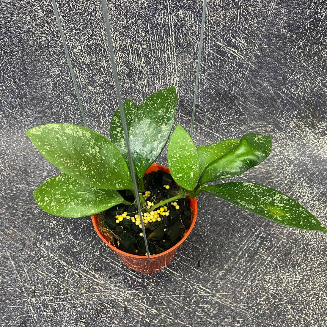 Hoya Benchaii Splash